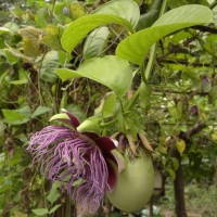 Passiflora quadrangularis L.